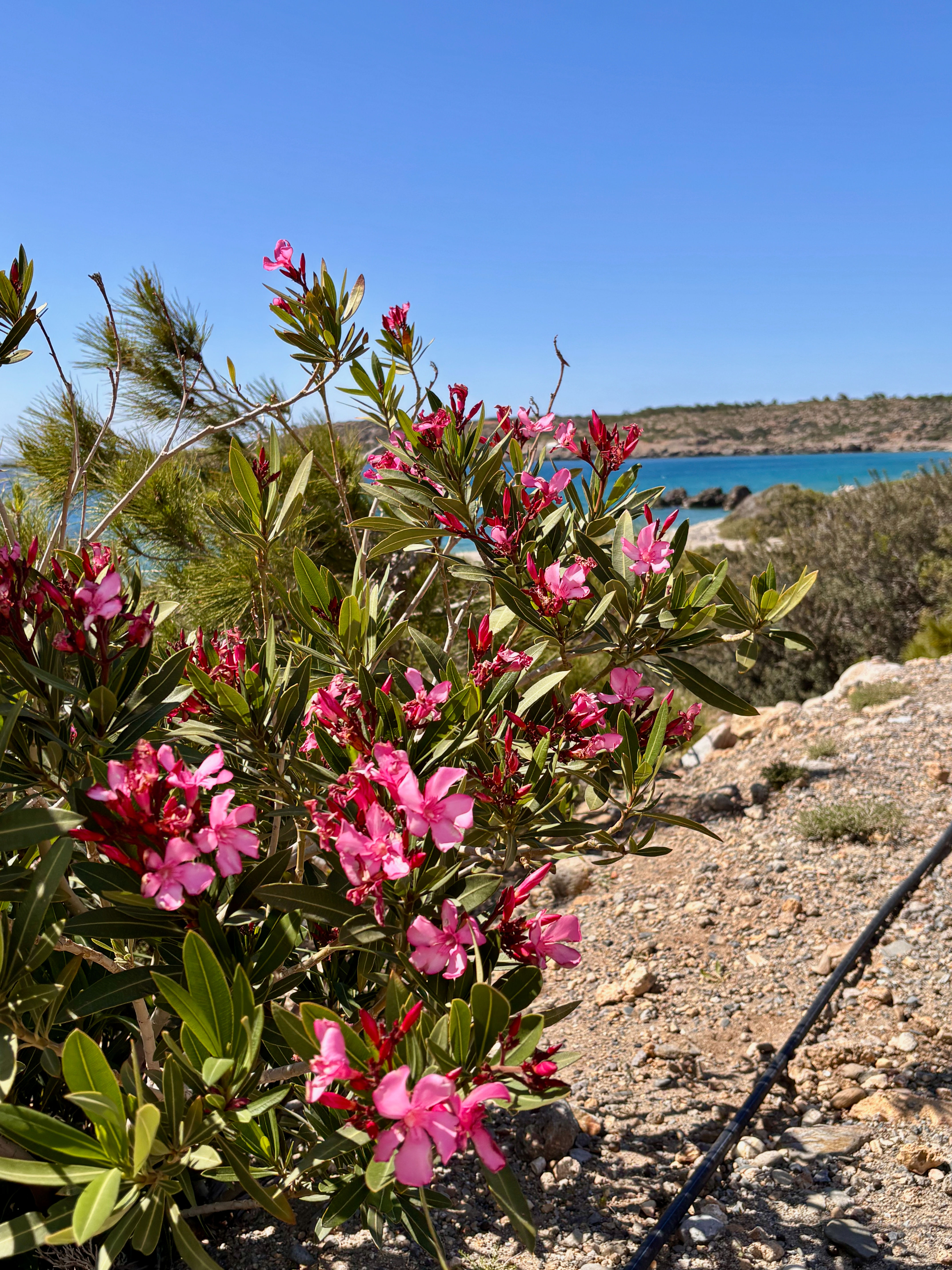 Blooming Through Silence – Crete