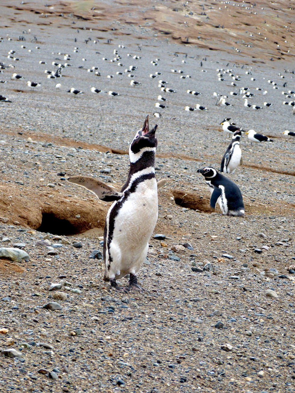 Magellanic penguins, Isla Magdalena, Chile - 33.jpeg