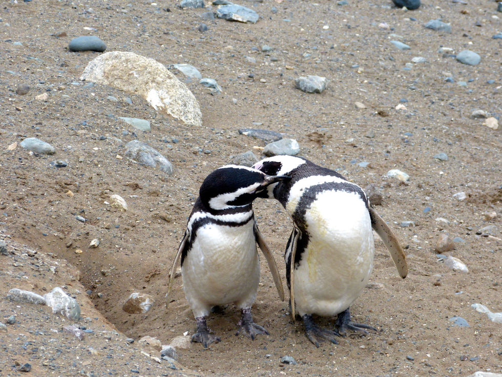Magellanic penguins, Isla Magdalena, Chile - 13.jpeg