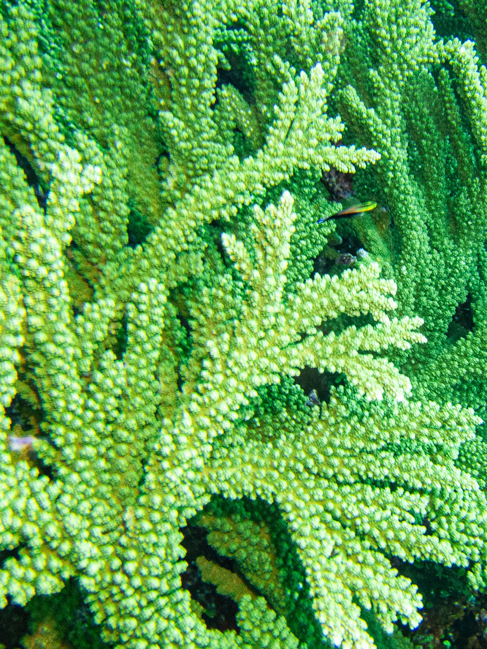 Green Coral Forest