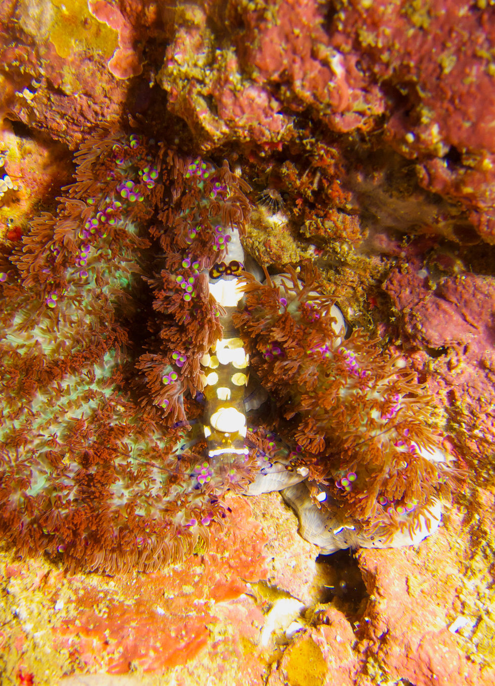 Raja Ampat 2010 102.jpg