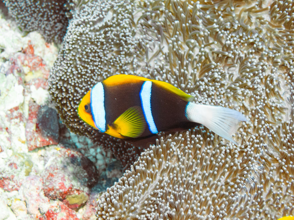 Orange-finned Anemonfish
