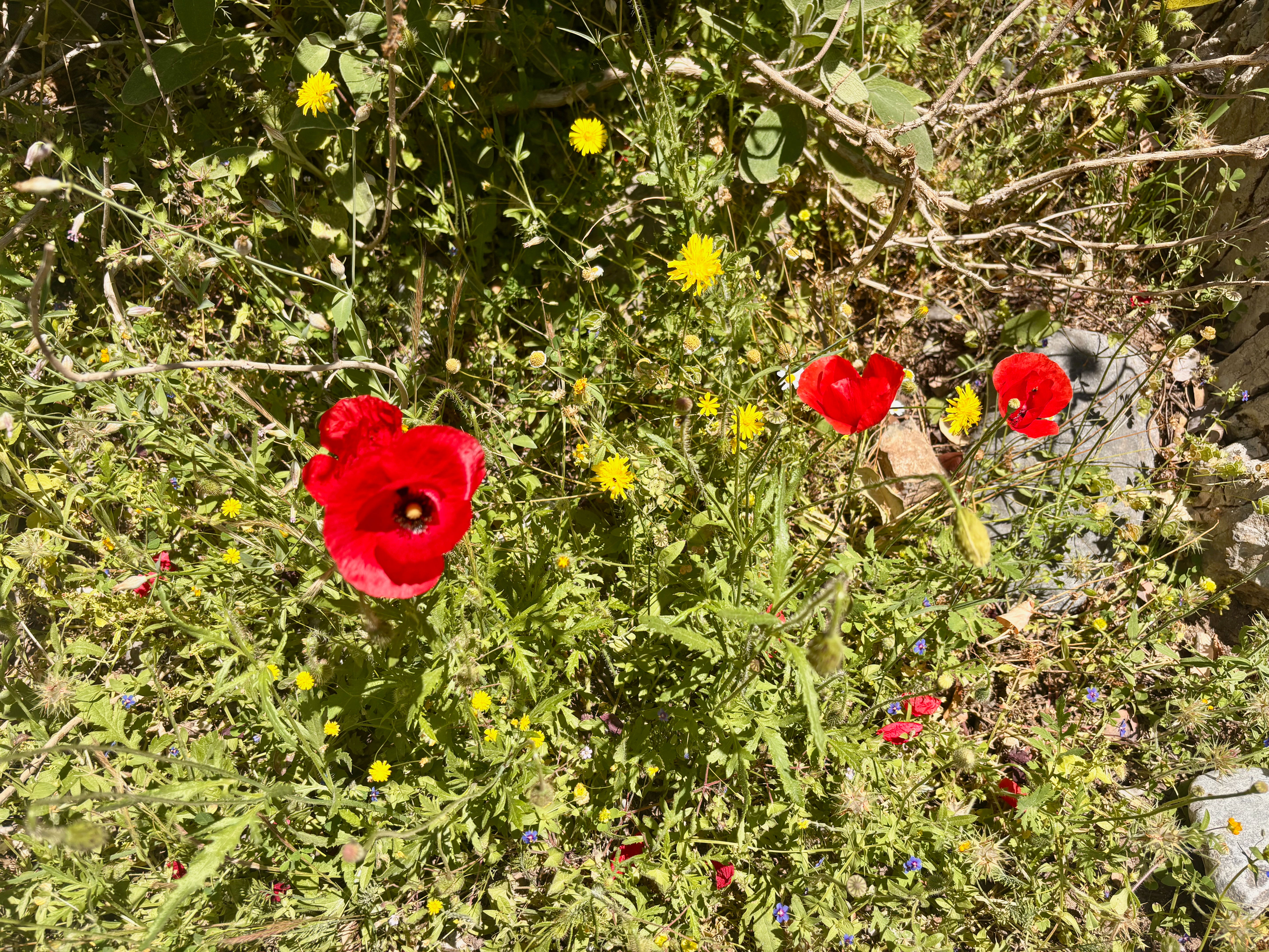 Breath of Crimson – Crete