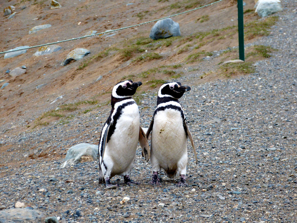 Magellanic penguins, Isla Magdalena, Chile - 09.jpeg