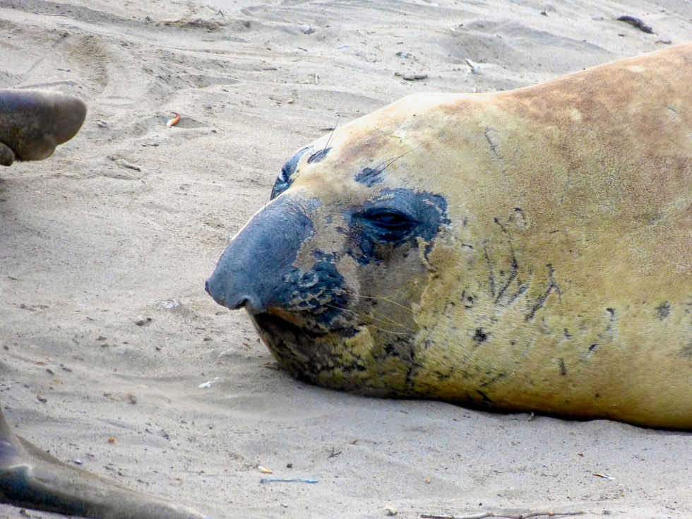 Elephant Seals - 76.jpeg
