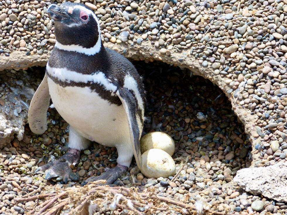 Magallanes penguins, Golfo San Matias, Peninsula Valdes - 33.jpeg