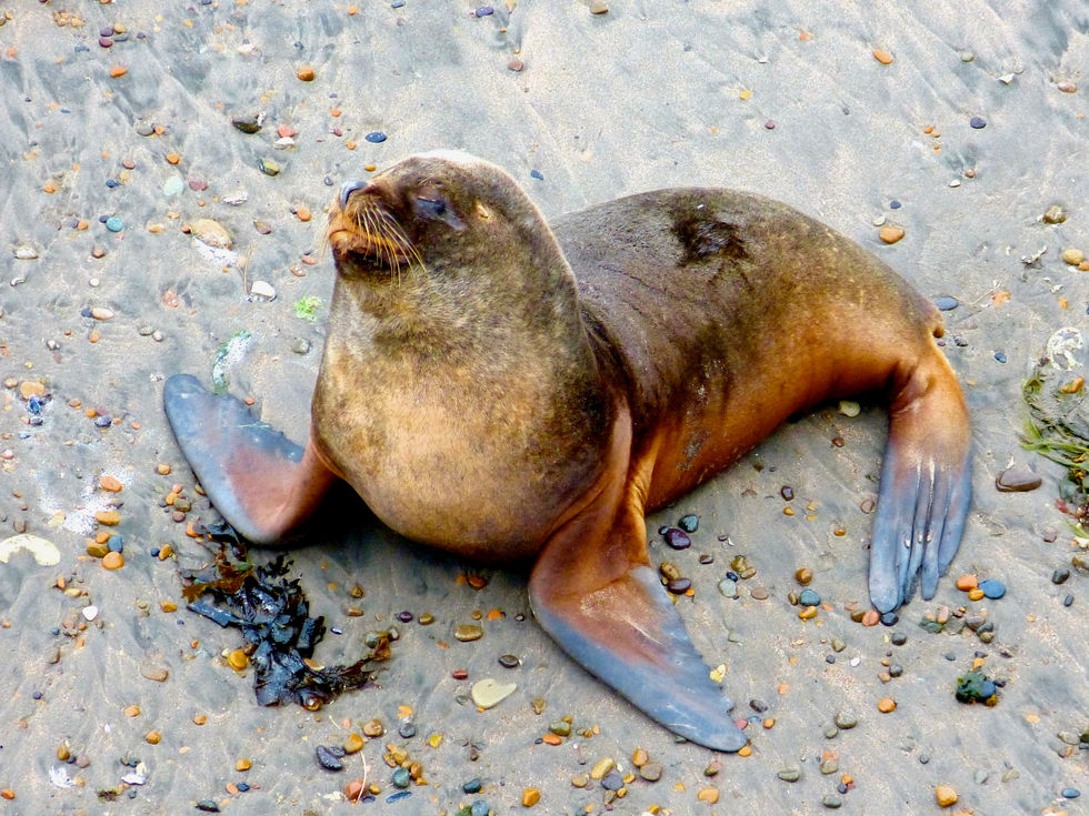 Elephante Seals and Sea Lions' colony, Punta Delgada, Peninsula Valdes - 15 (1).jpeg