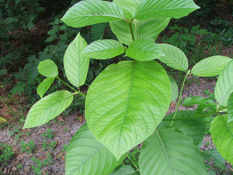 Understanding Kratom: A Comprehensive Guide for New users