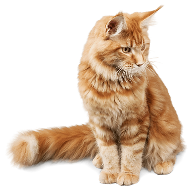 Fluffy ginger cat sitting and looking forward