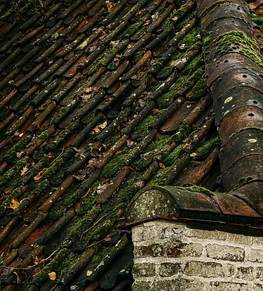 moss on roof.png
