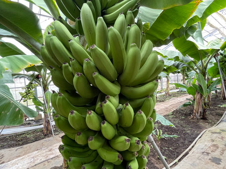 楽しみ方いろいろ