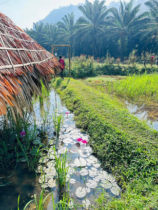 Chef Nu cooks with the produce the farm yields each day.. Guests enjoy seasonal salads, Thai country dishes, and oven-fresh breads and pies made from our own herbs and vegetables.
