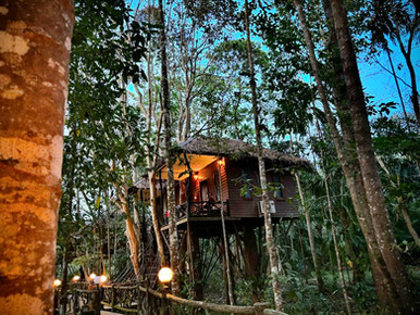 Secluded jungle treehouse surrounded by ancient tropical forest in Khao Sok