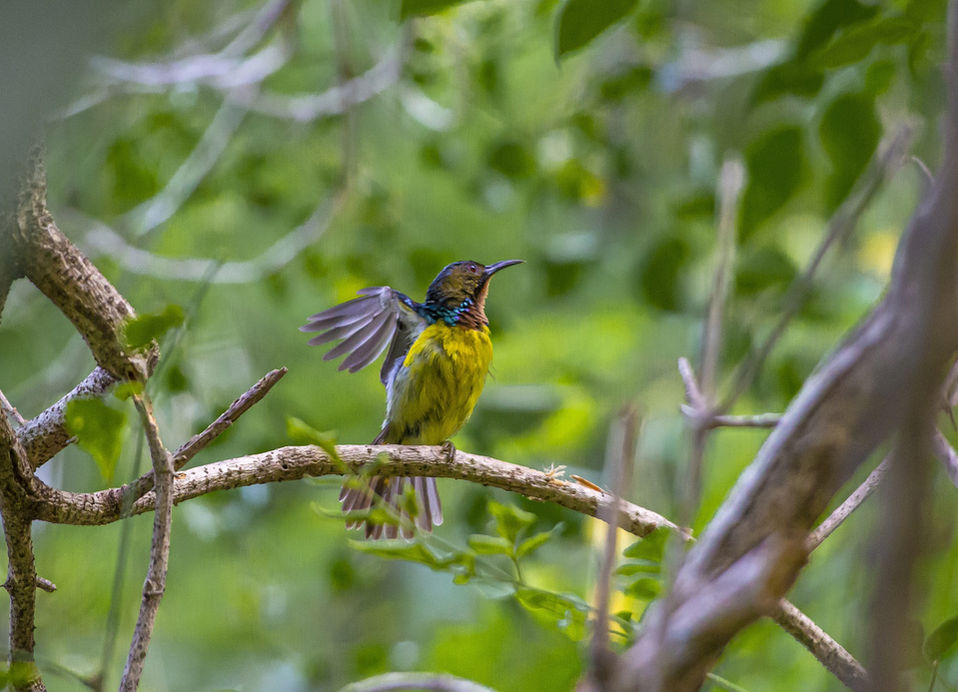 sunbird-4888538_1920.jpg