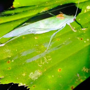 Night Safari Khao Sok National Park