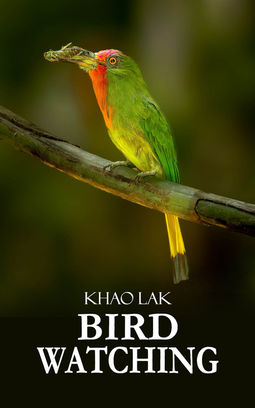 Birdwatching tour in Khao Lak Phang Nga
