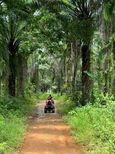 ATV rider following a forest track in Khao Sok