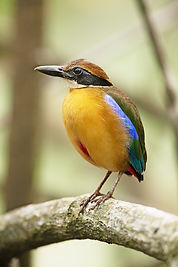 Birds in Khaosok
