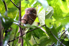 Blyth's_Frogmouth_-_Krung_Ching_National_Park.jpg