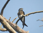 Hemiprocne_comata_26084033.jpg