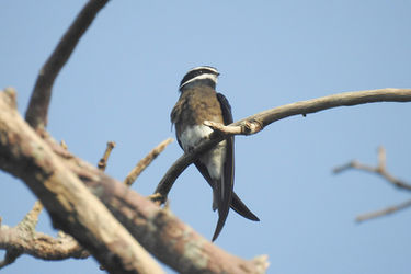 Hemiprocne_comata_26084033.jpg