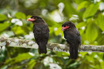 Dusky_Broadbills.jpg
