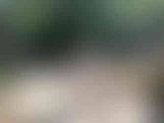 birdwatching tour from Khao Lak to Sri Phang Nga National Park