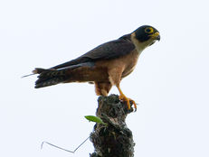 Oriental_Hobby_-_Falco_severus_-_Falco_(2526569907).jpg