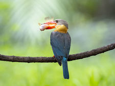 bird-4675465_1920.jpg