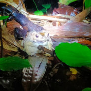 Night Safari Khao Sok National Park