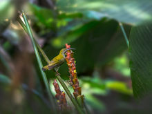 little-spiderhunter-6799511_1920.jpg