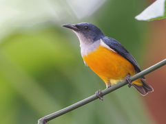 Orange-bellied Flowerpecker.JPG
