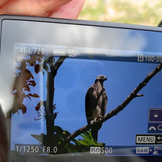 Birdwatching Tour at Sri Phang Nga National Park from Khao Lak
