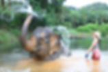 Bathing Elephants Feeding and Mud Spa Price 1,200 THB per person