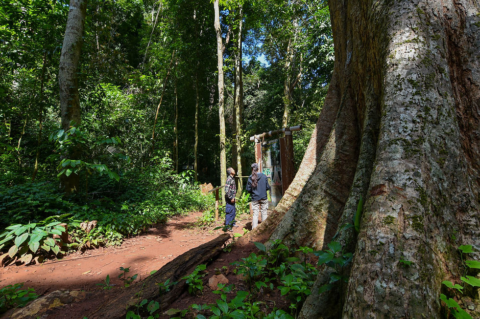 HIKING BIG TREE_-28.jpg