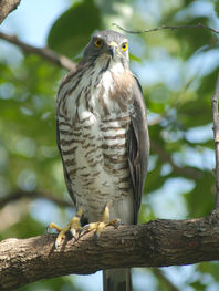 Accipiter_trivirgatus_PA273291.jpg