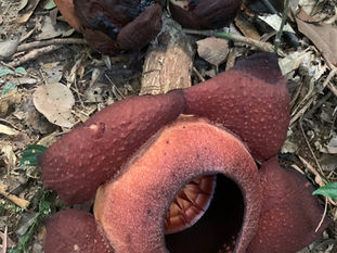 Trek to the Rafflesia Flower Khao Sok National Park