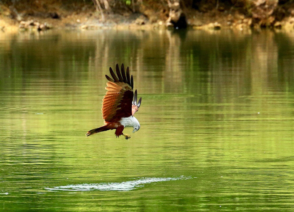 red-hawk-3032447_1920.jpg
