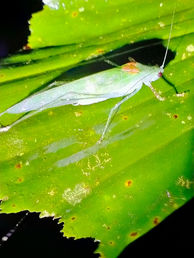 Green Katydid in Khao Sok National Park
