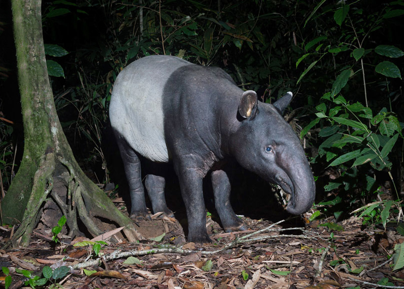 Malayan tapir recorded by a wildlife camera trap in the Khao Sok rainforest of southern Thailand
