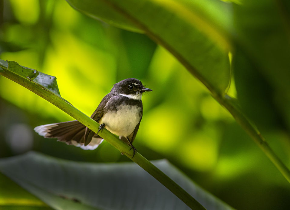 oriental-magpie-robin-7704710_1920.jpg