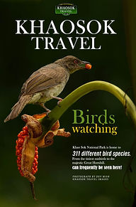 Rare tropical bird photographed in Khao Sok National Park