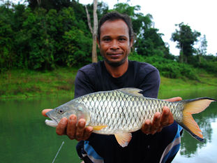 FISHING ON KHAO SOK LAKE Fishing on Khao Sok Lake features remote lakeside jungle...