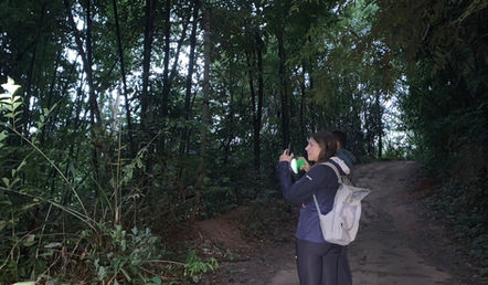 Guided night walk through the rainforest in Khao Sok