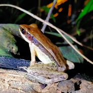 Night Safari Khao Sok National Park