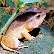 Night Safari Khao Sok National Park