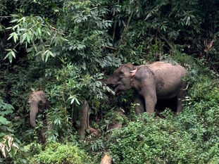 Khlong Saeng Wildlife Sanctuary Full day trip 15 November 2023