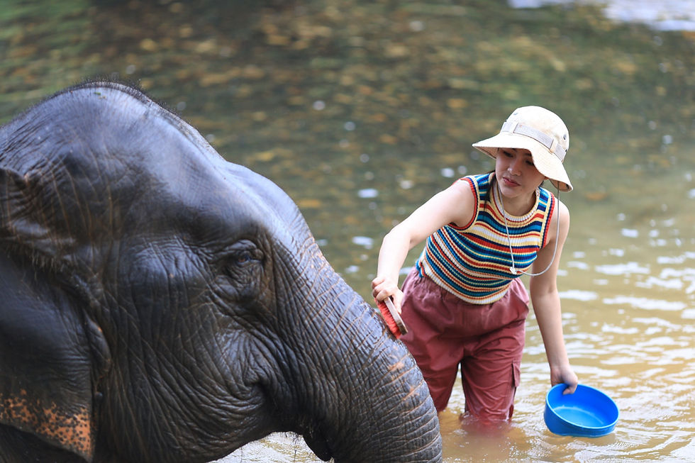 Buathong Elephant Home