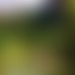 Bamboo Rafting in Khao Sok National Park – Authentic River Experience in Thailand