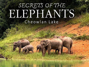 SECRETS OF THE ELEPHANTS AT Cheow Lan Lake - Khao Sok National Park